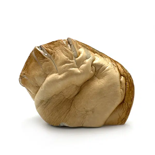 Hillbilly-1--600x600.png