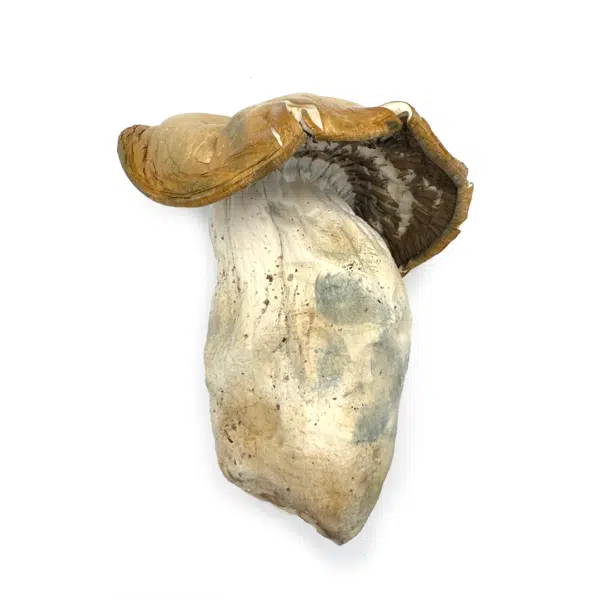Hillbilly-4--600x600.png