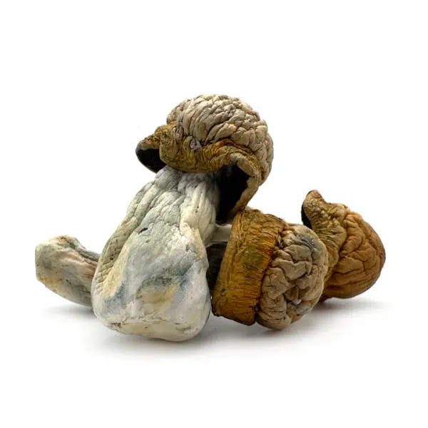 Makilla-Gorilla-3--600x600.png