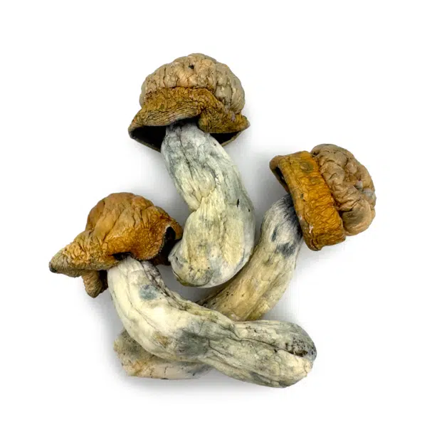 Makilla-Gorilla-4--600x600.png