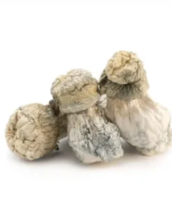 Albino Penis Envy