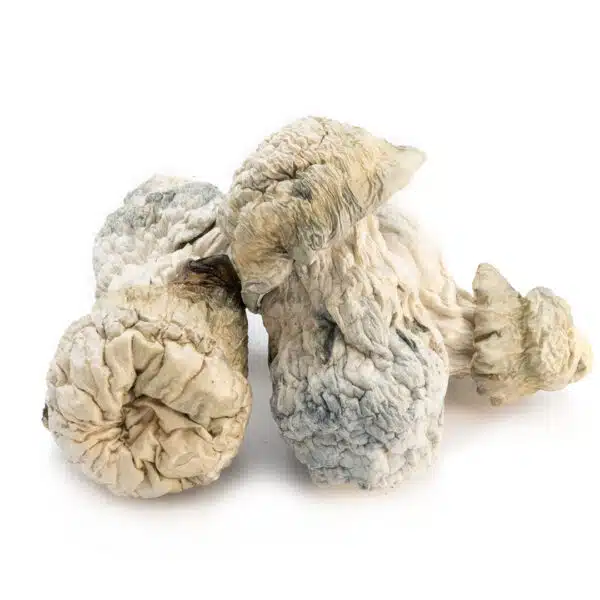 albino-penis-envy-2--600x600.jpg