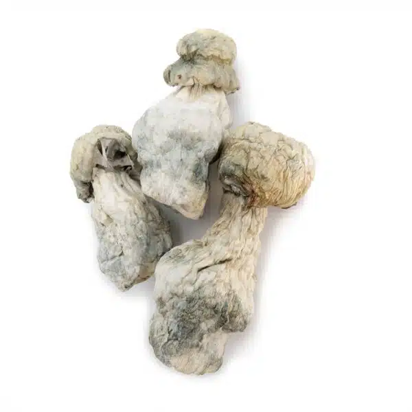 albino-penis-envy-4--600x600.jpg