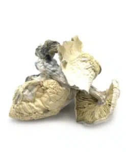 Albino Treasure Coast