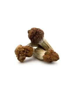 B+ Cubensis