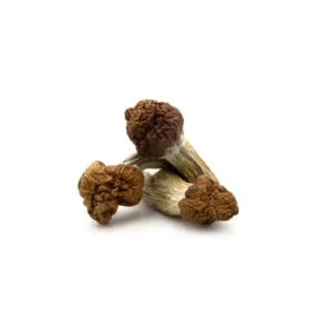 B+ Cubensis