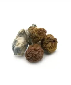 Cambodian Cubensis