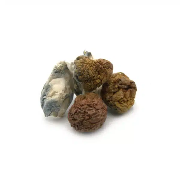 cambodian-cubensis-1--600x600.jpg (1)