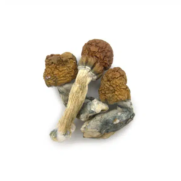 cambodian-cubensis-2--600x600.jpg (1)