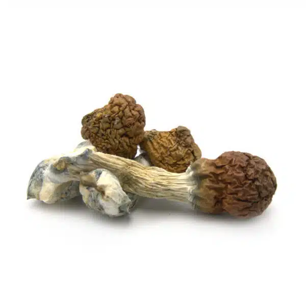 cambodian-cubensis-3--600x600.jpg (1)