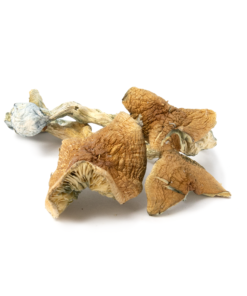 Golden Teacher