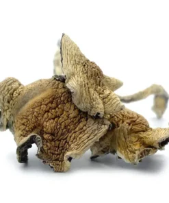 Mexican Cubensis