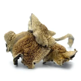 Mexican Cubensis