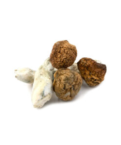 Vietnamese Cubensis