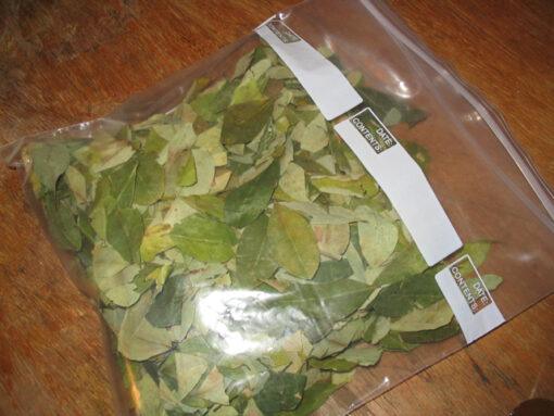 Coca-Leaves-for-Sale-510x383